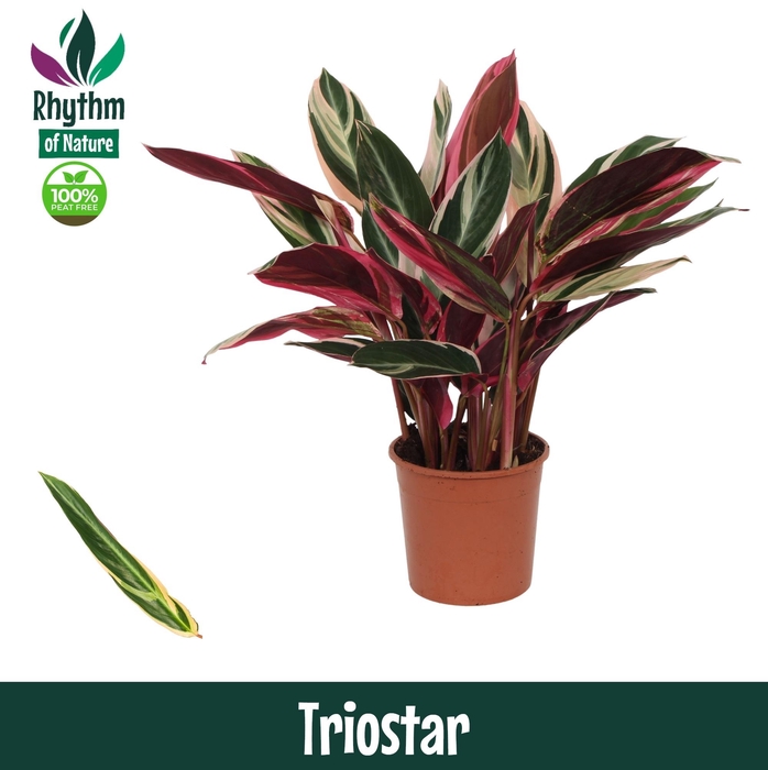 <h4>Calathea 14cm Triostar - Rhythm of Nature (Stromanthe)</h4>