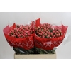 Hypericum Sweet Romance