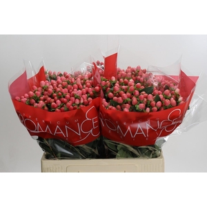 Hypericum Sweet Romance