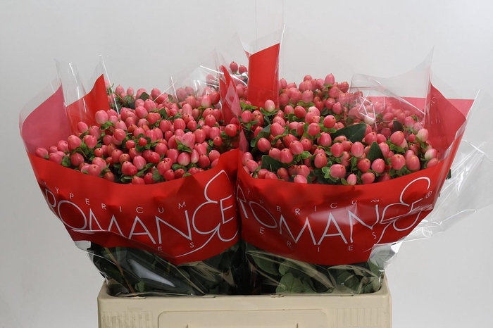 Hypericum Sweet Romance