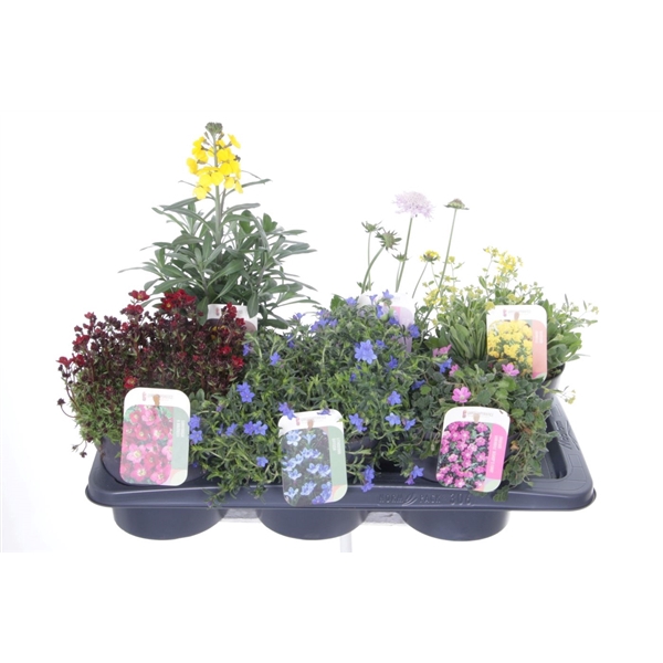 <h4>Vaste planten mix in tray</h4>