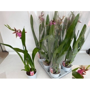 BRASSIA SUMMER DREAM
