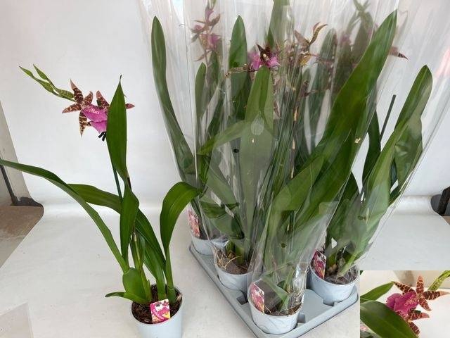 <h4>BRASSIA SUMMER DREAM</h4>