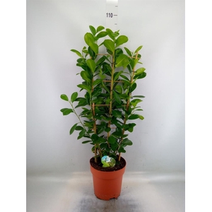Ficus microcarpa 'Moclame'