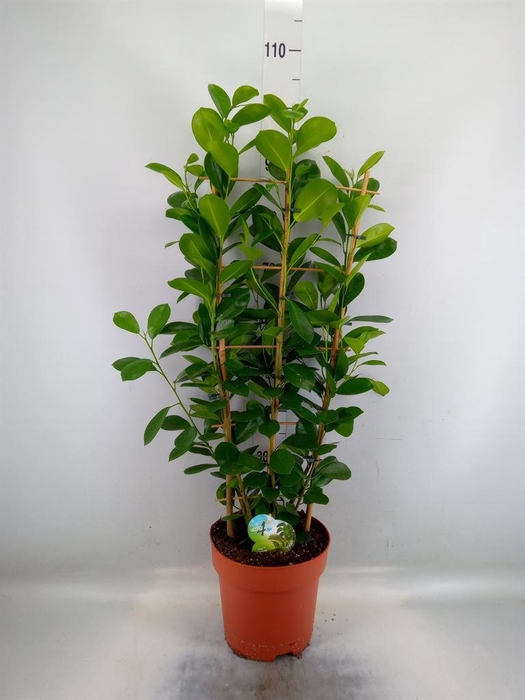 <h4>Ficus microcarpa 'Moclame'</h4>