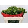 Hypericum Jungle Romance Spray