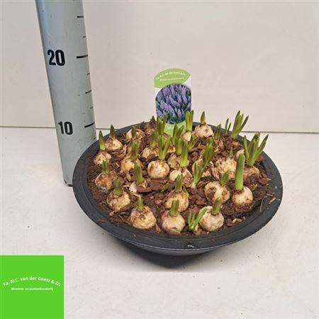 <h4>Arr Muscari</h4>