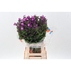 Phlox P Sky Eyes