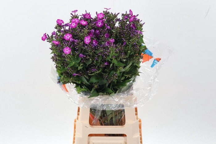 <h4>Phlox P Sky Eyes</h4>