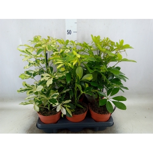 Schefflera arbor.   ...