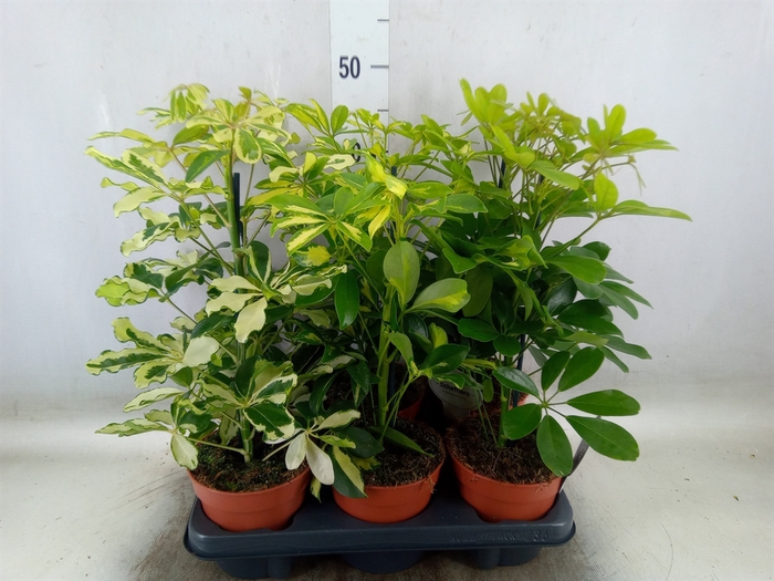 <h4>Schefflera arbor.   ...</h4>