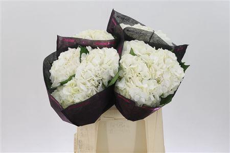 <h4>Hydr M Bianca White</h4>