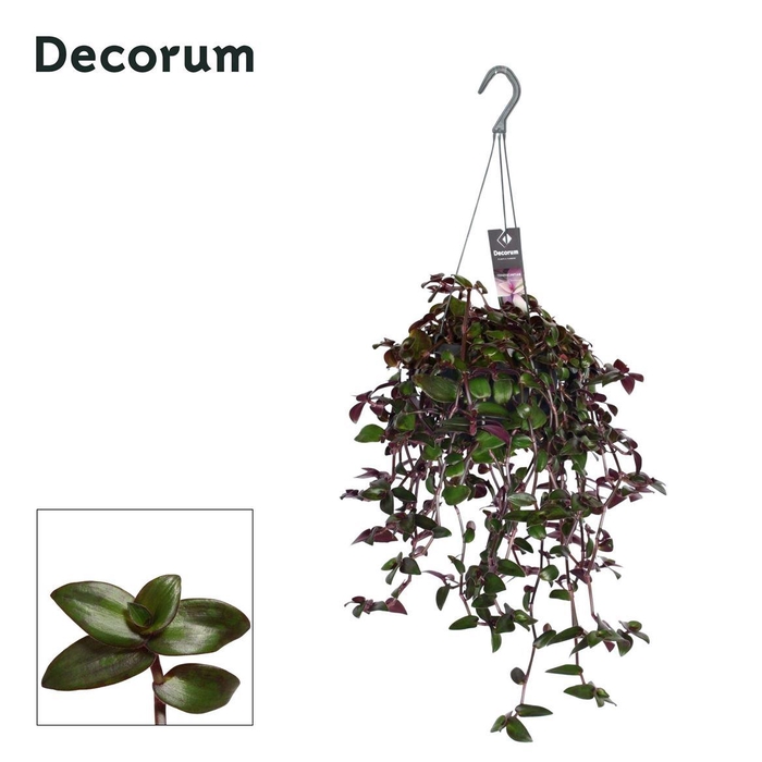 <h4>Tradescantia zebrina 'Velvet Hill'</h4>
