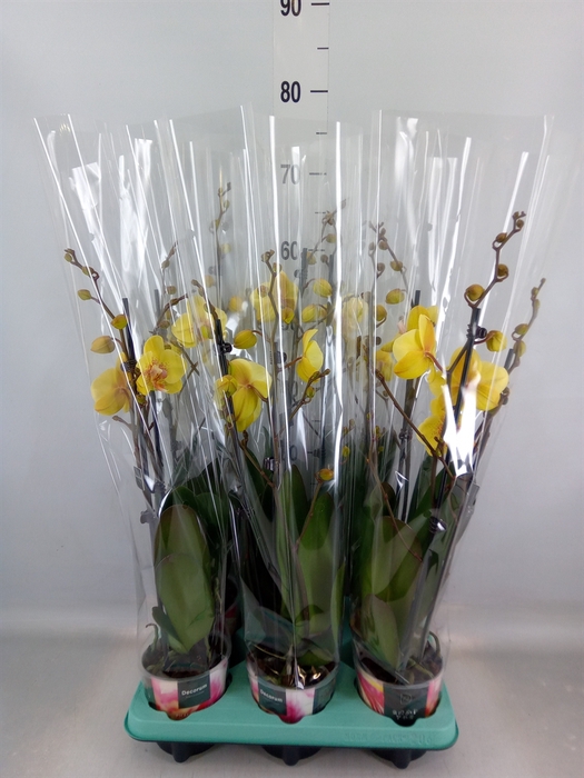 <h4>Phalaenopsis   ...</h4>