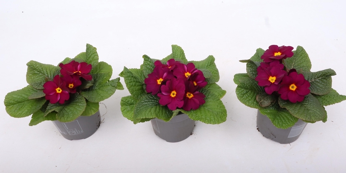 <h4>Primula Ac Obsidian Purple</h4>