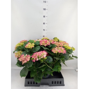 Hydrangea mac.   ...