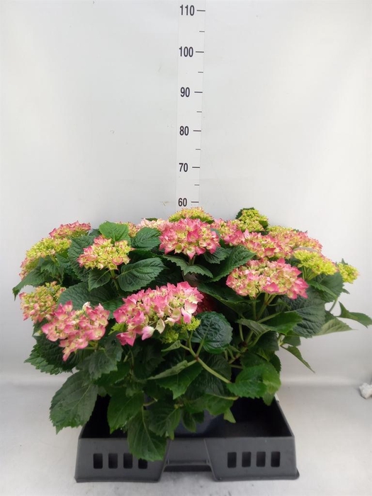 <h4>Hydrangea mac.   ...</h4>