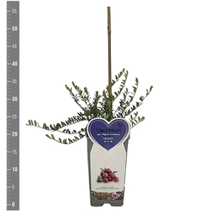 Kleinfruit Vaccinium macrocarpon Cranberry Pilgrim 2 liter (cranberry)