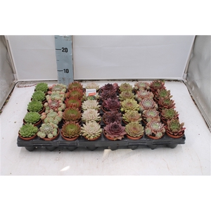 Sempervivum mix in tray