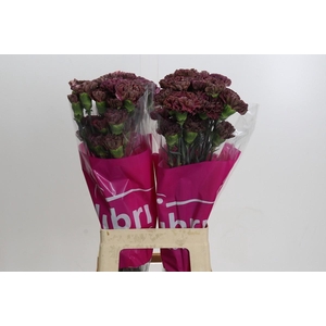 Dianthus St Copper Extasis