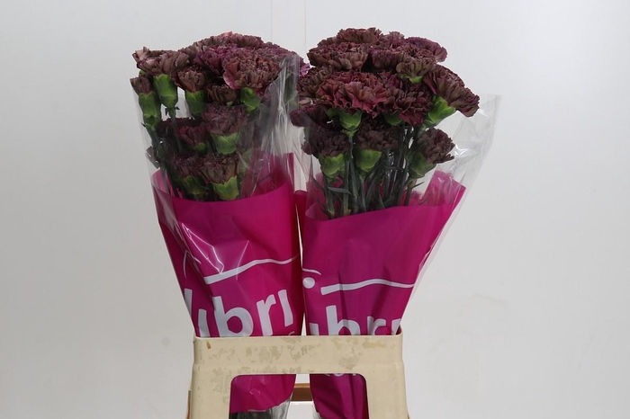 <h4>Dianthus St Copper Extasis</h4>