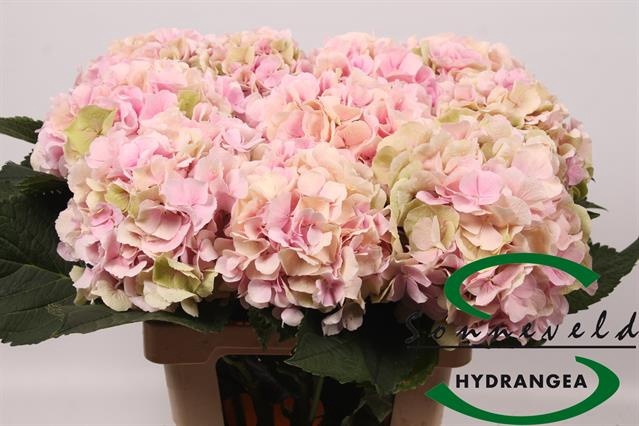 <h4>HYDR M CH VERENA CL</h4>