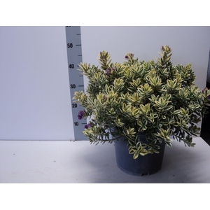 HEBE AND VARIEGATA