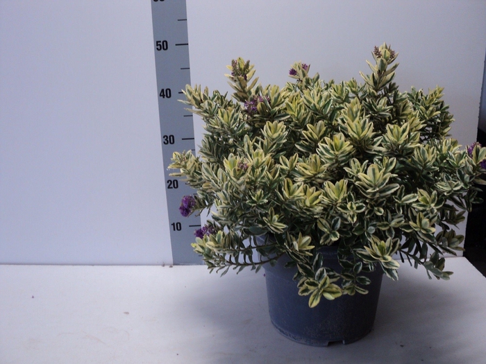 <h4>HEBE AND VARIEGATA</h4>