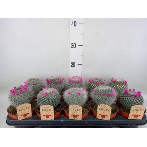 Cactus   ...flowering