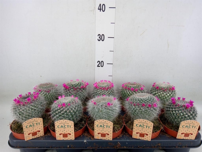 <h4>Cactus   ...flowering</h4>