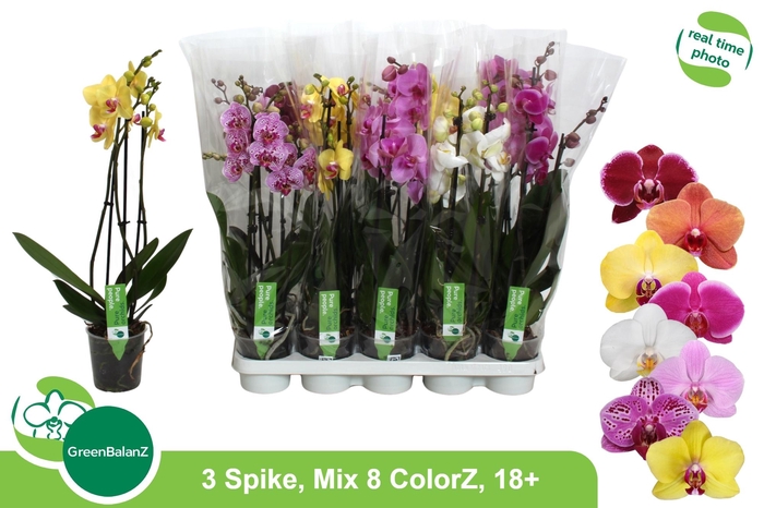 <h4>PHAL GEM 8 KL</h4>