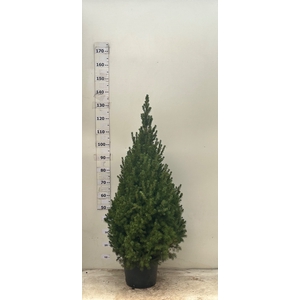 PICEA GL CONICA