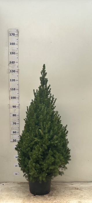 <h4>PICEA GL CONICA</h4>