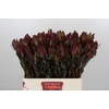 Leucadendron Senorita Spray