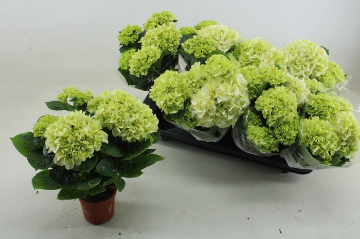 <h4>HYDR M WUDU</h4>