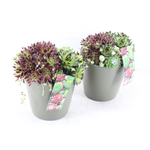 arr4 Semp MB - Ker. pot groen x4