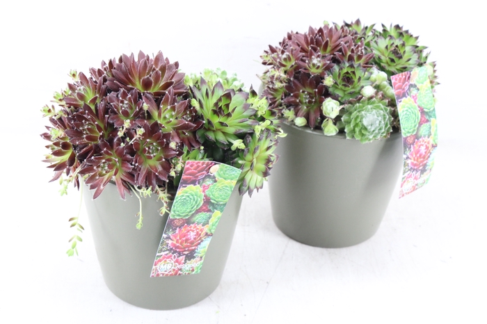<h4>arr4 Semp MB - Ker. pot groen x4</h4>