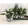 Arrangement Plants Football