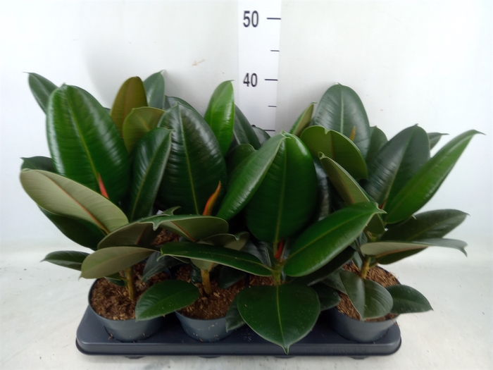 <h4>Ficus elastica 'Robusta'</h4>