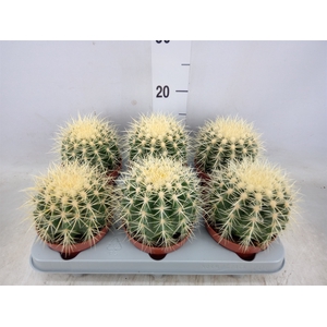 Echinocactus grusonii