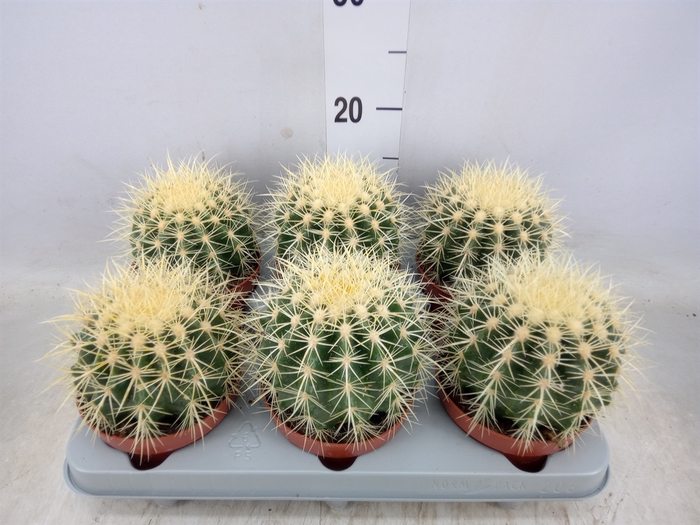 <h4>Echinocactus grusonii</h4>