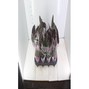 ALOCASIA CUPREA P12