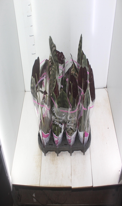 <h4>ALOCASIA CUPREA P12</h4>