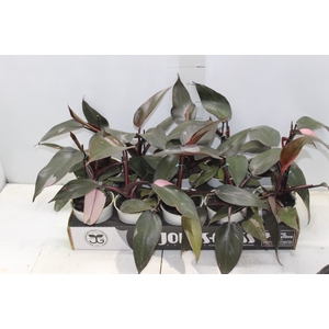 PHILODENDRON PINK PRINCESS P12