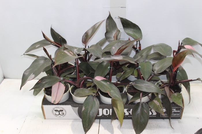 <h4>PHILODENDRON PINK PRINCESS P12</h4>