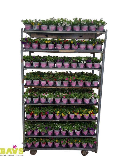 !! PROMO !! CALIBRACHOA/VERBENA  P12