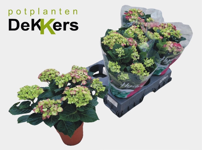 <h4>HYDR M HI RIVER</h4>