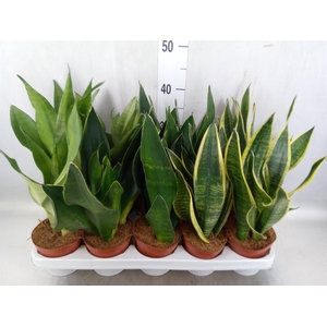 Sansevieria trifa.   ...