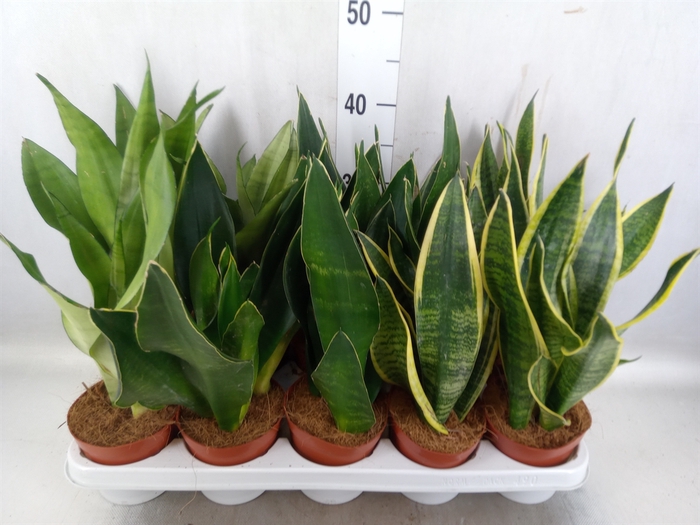 <h4>Sansevieria trifa.   ...</h4>