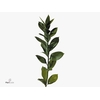 Ruscus Hypophyllum 60